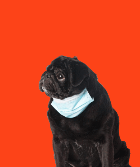 Dog Clothing & Accessories