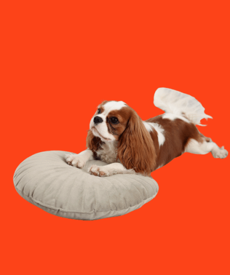 Dog Beds & Comfort