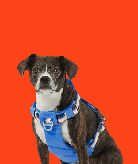 Collars, Harnesses & Leashes