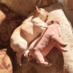 Warm and Soft Pig Shaped Toys for Dogs for Sleeping