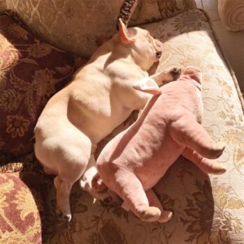 Warm and Soft Pig Shaped Toys for Dogs for Sleeping